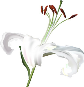 白百合花卉的魅力與養(yǎng)護(hù)指南