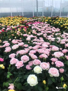 開遠(yuǎn)三家花卉企業(yè)產(chǎn)品躋身云南省10佳花卉品牌，引領(lǐng)現(xiàn)代農(nóng)業(yè)新風(fēng)尚